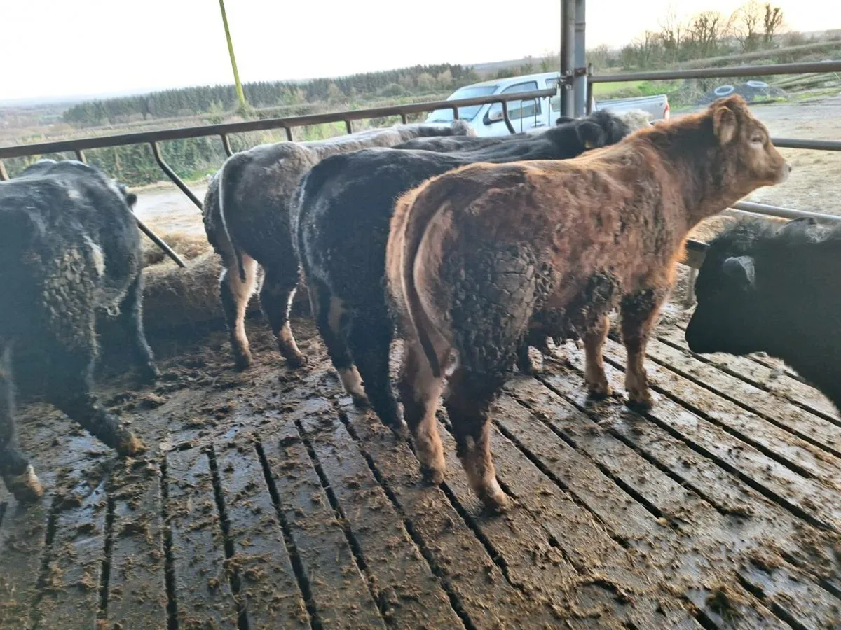 Belgian blue heifers ad bulls - Image 2
