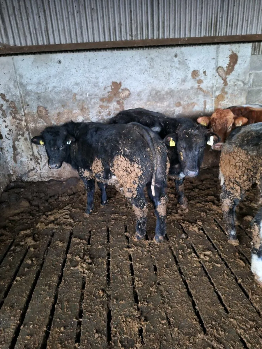 Belgian blue heifers ad bulls - Image 3