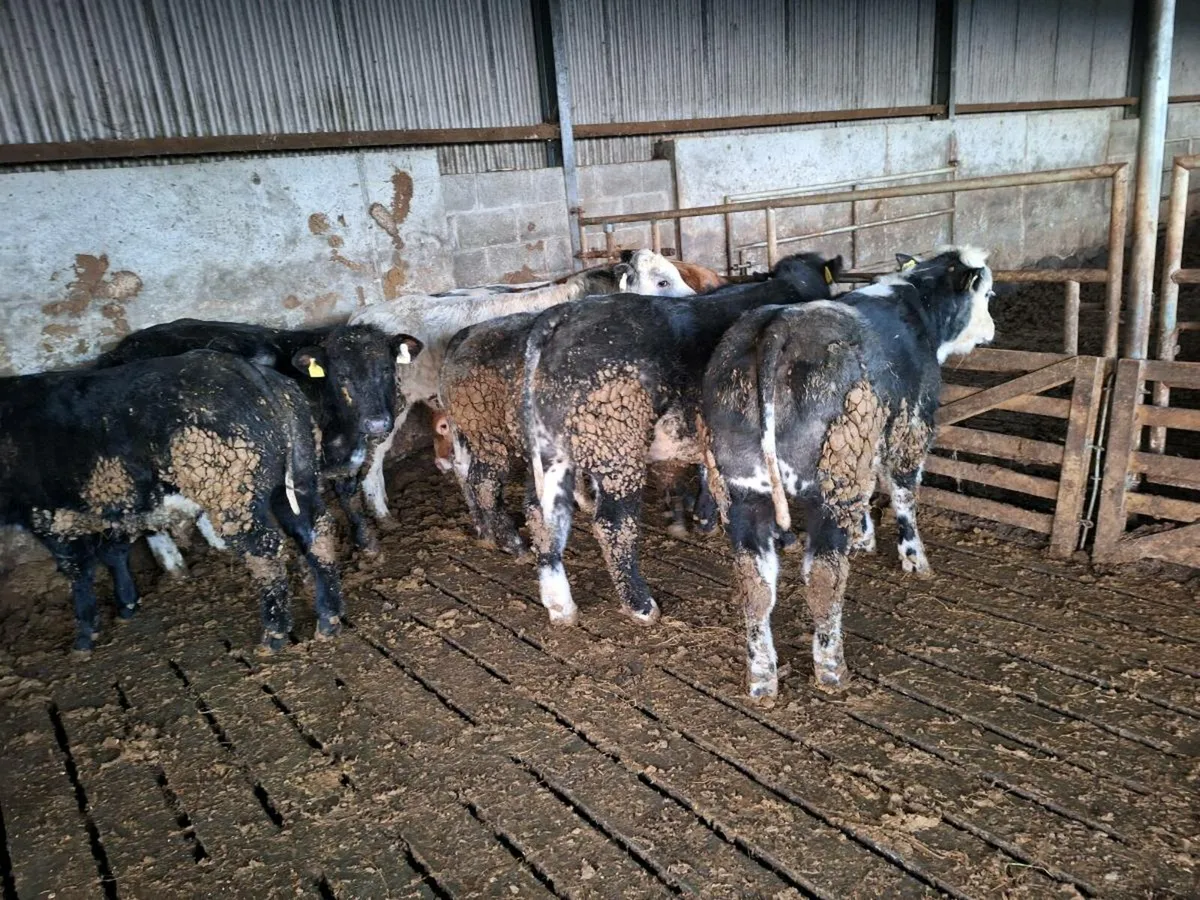 Belgian blue heifers ad bulls - Image 1