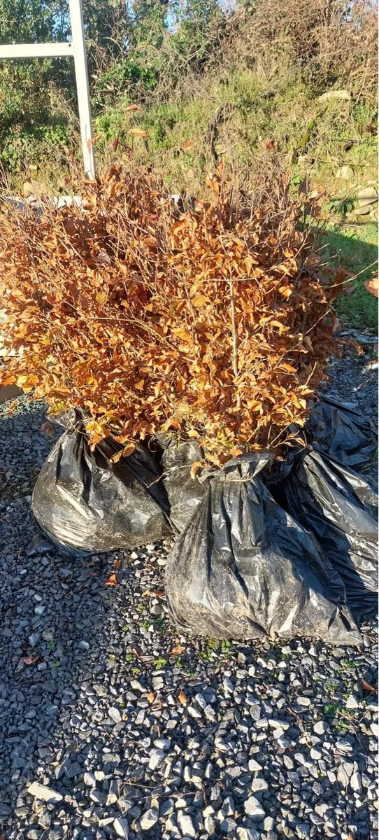 Green beech 2-3ft €1.50 - Image 2