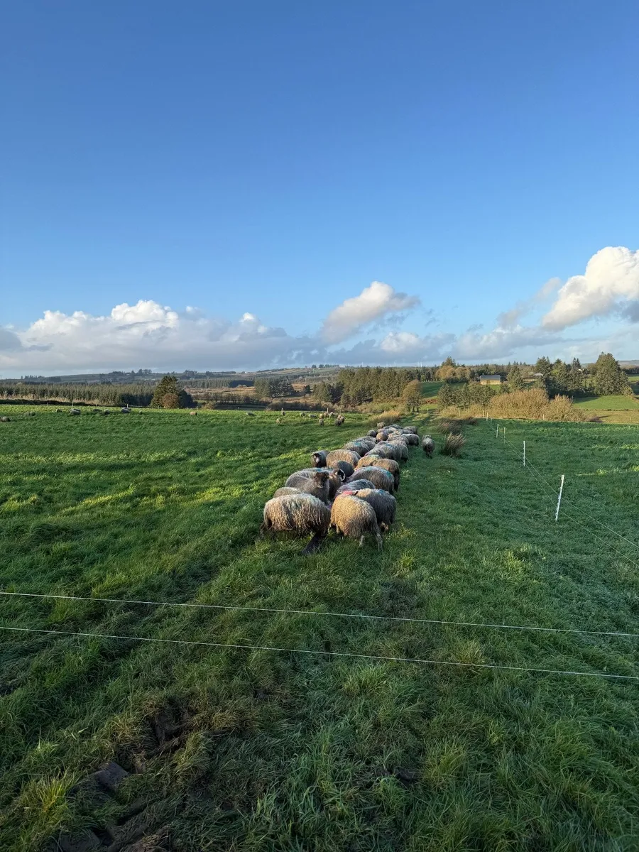 Mountain WANTED!!! Land for Lease