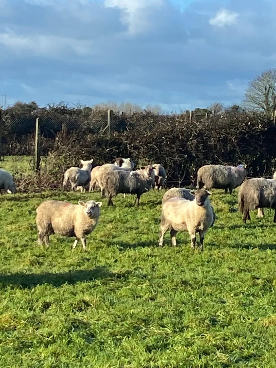 Clearance sale sheep - Image 1