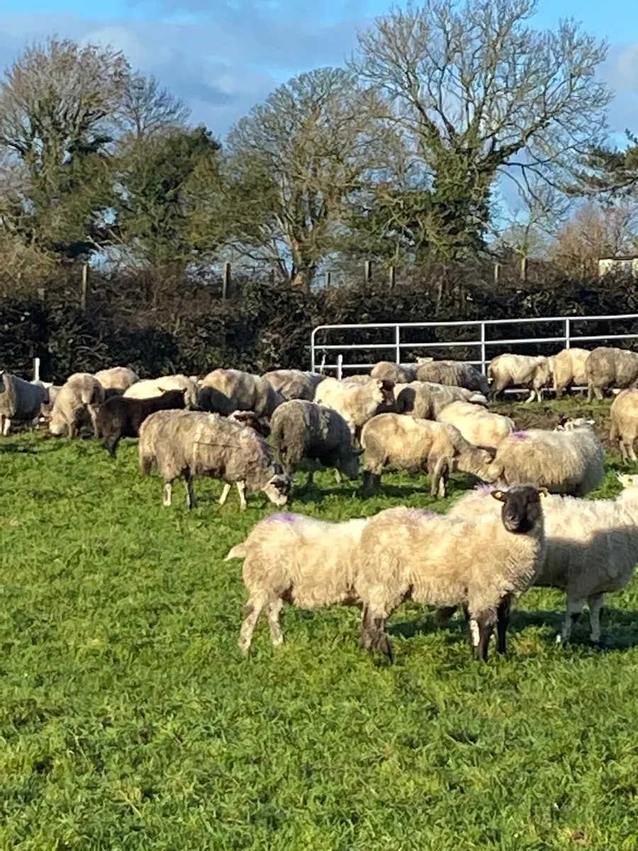 Clearance sale sheep - Image 2