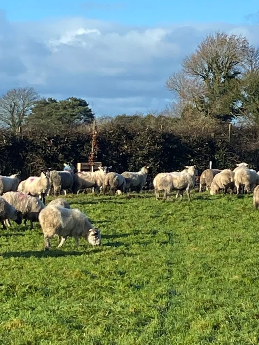 Clearance sale sheep - Image 3