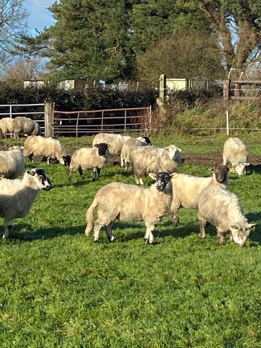 Clearance sale sheep - Image 4