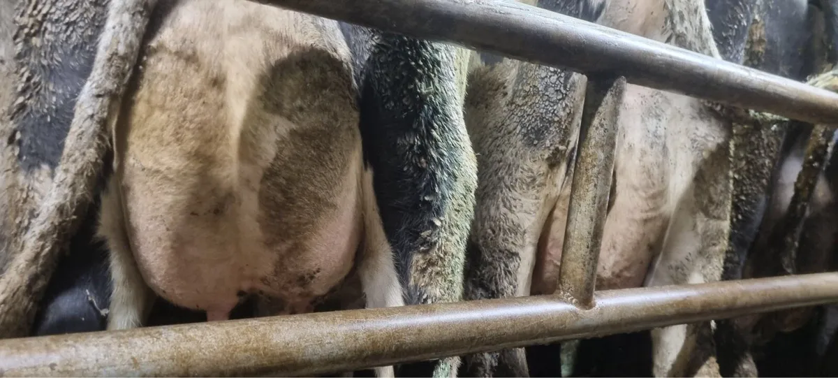 Calved Cows/Heifers For Sale - Image 3