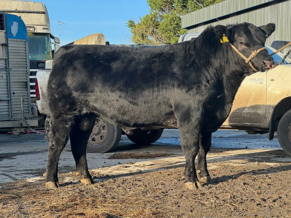 Angus Bulls - Image 1