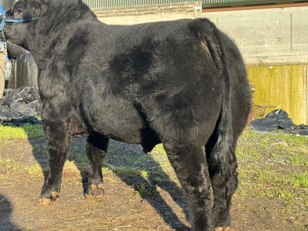 Angus Bulls - Image 4