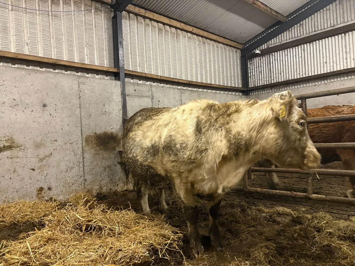 Pb BB Springing Heifer - Image 1