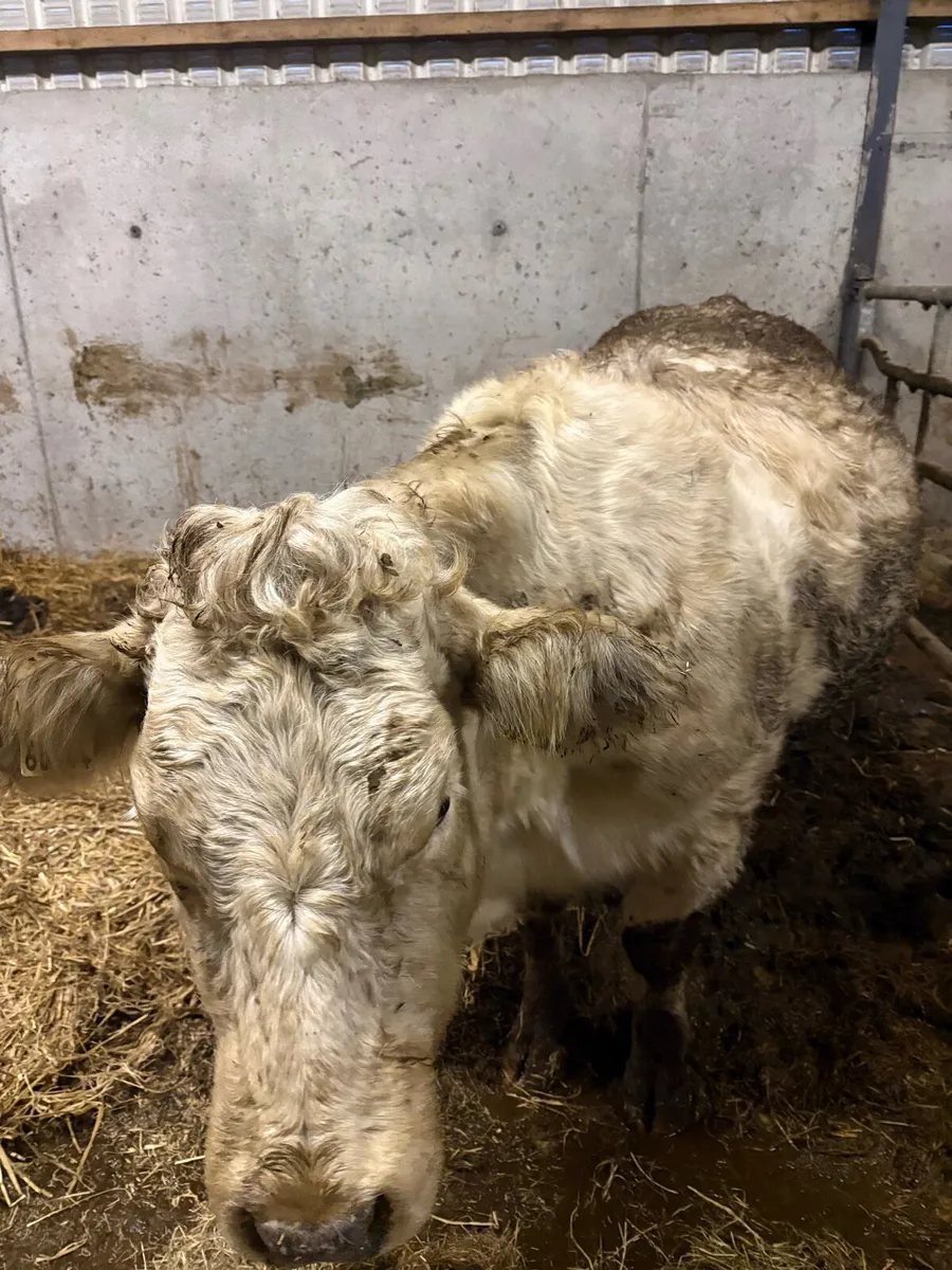 Pb BB Springing Heifer - Image 2