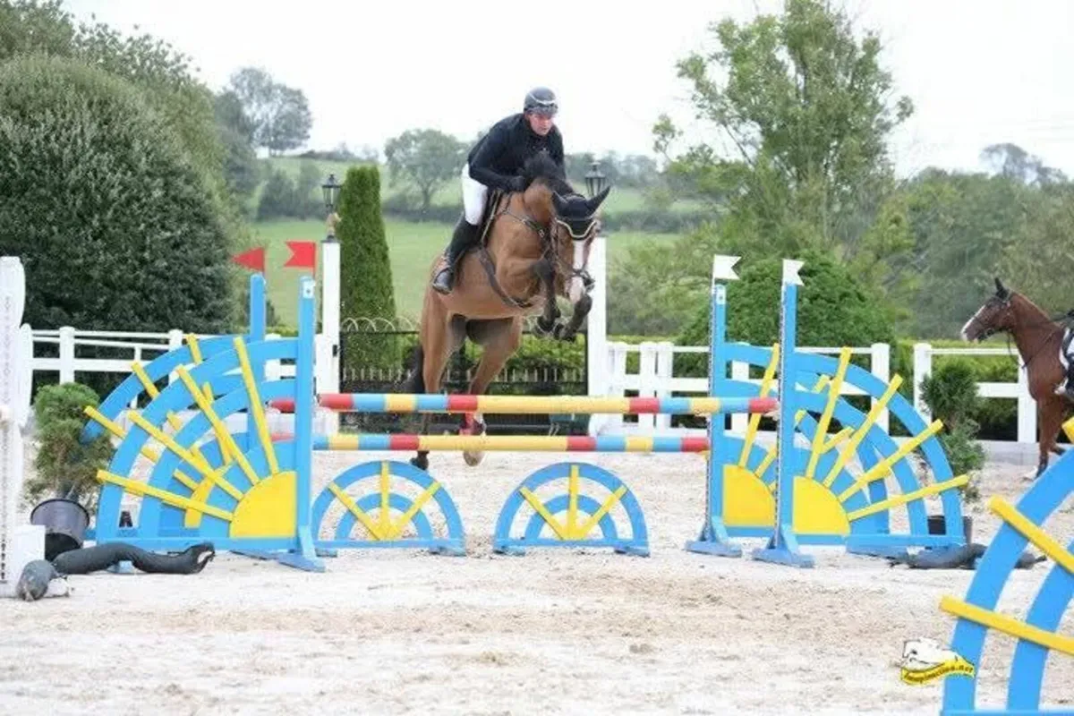 ✨️Vivant gelding ✨️suitable for YR - Image 1