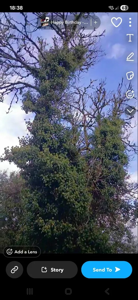 Chainsaw services - Image 4