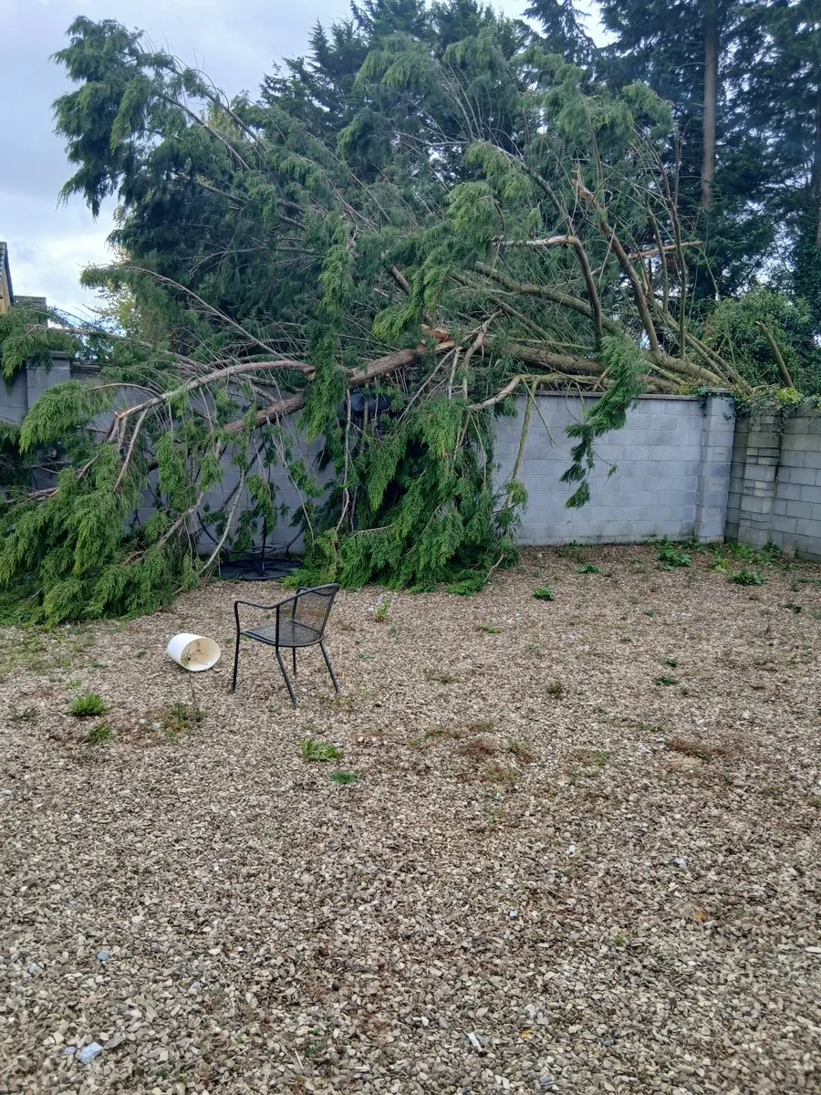 Chainsaw services - Image 1