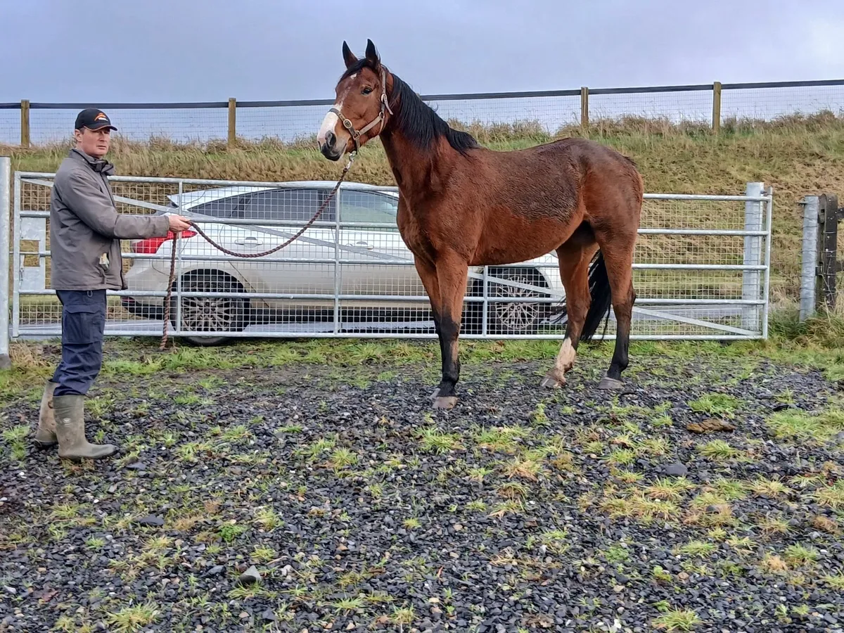 Harlequin du carel mare in foal to Castlefield Kin - Image 1