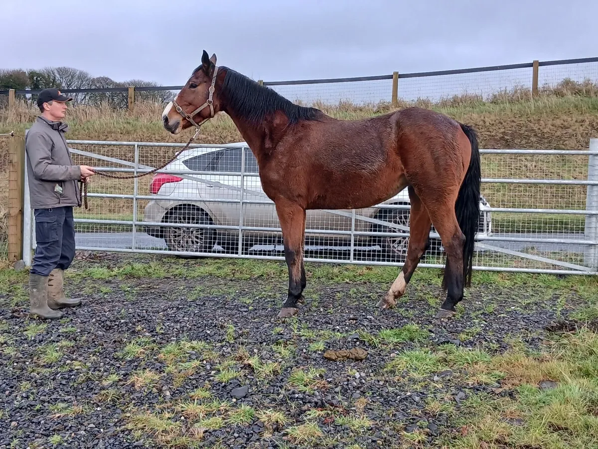 Harlequin du carel mare in foal to Castlefield Kin - Image 2