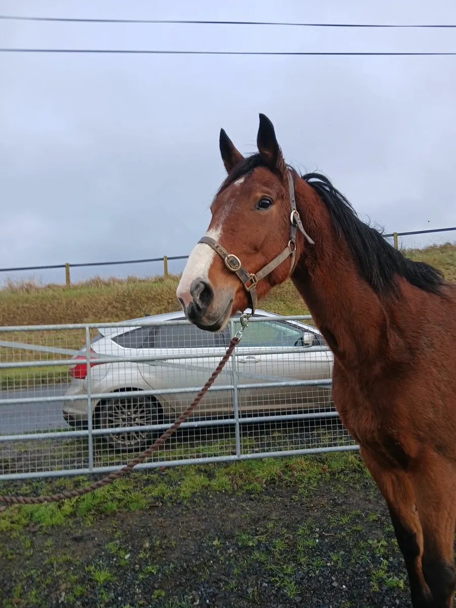 Harlequin du carel mare in foal to Castlefield Kin - Image 3