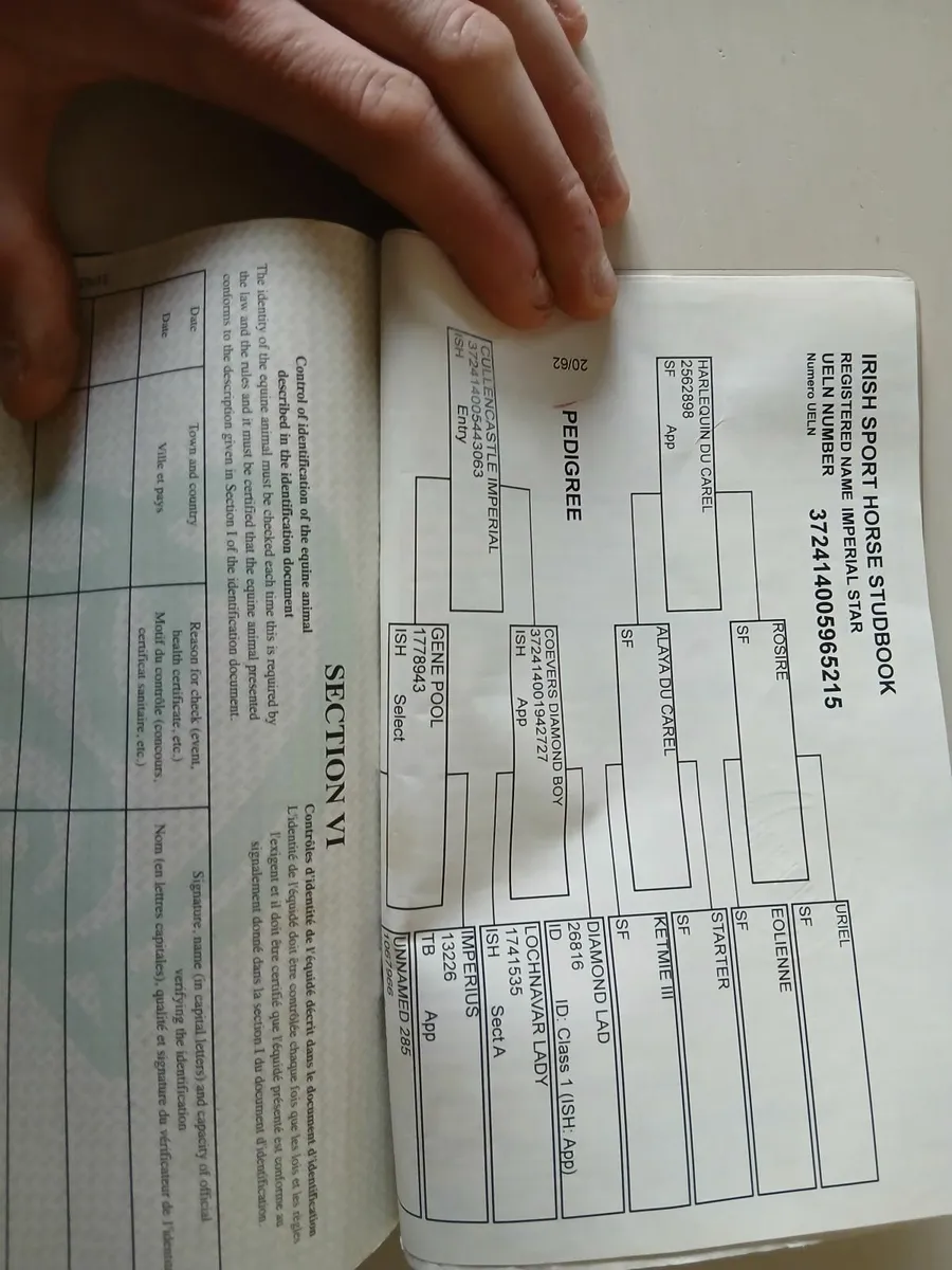 Harlequin du carel mare in foal to Castlefield Kin - Image 4