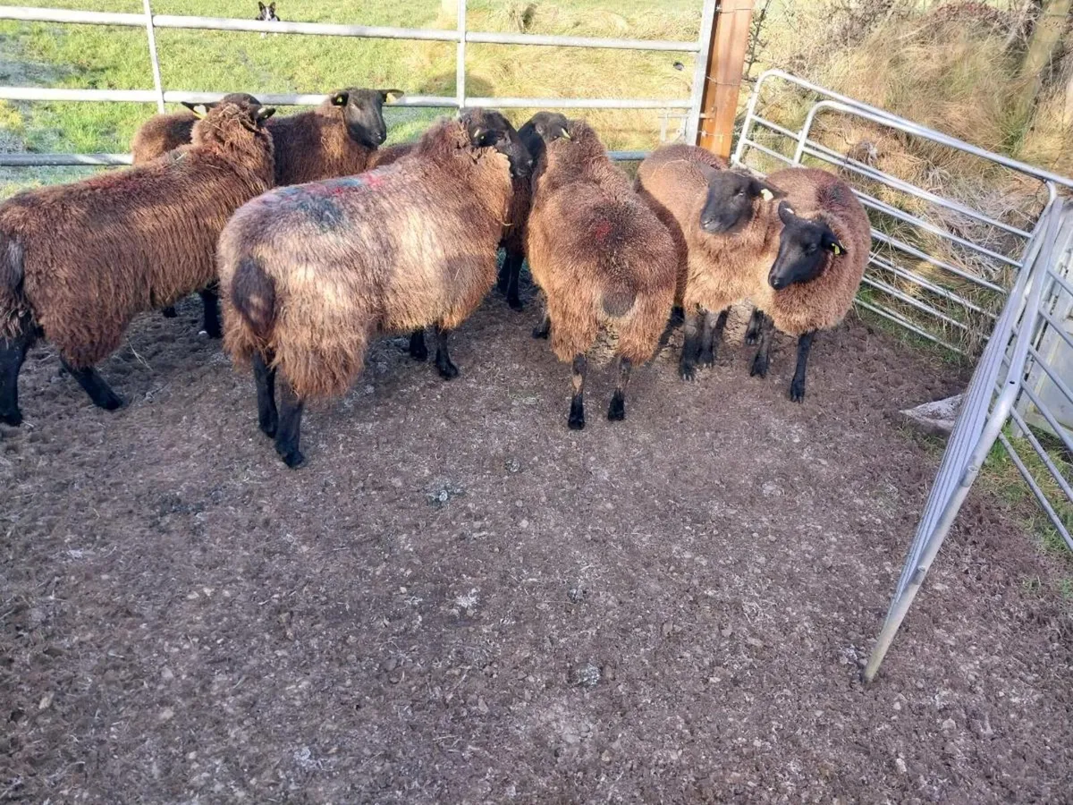 Zwartble cross ewe lambs - Image 2