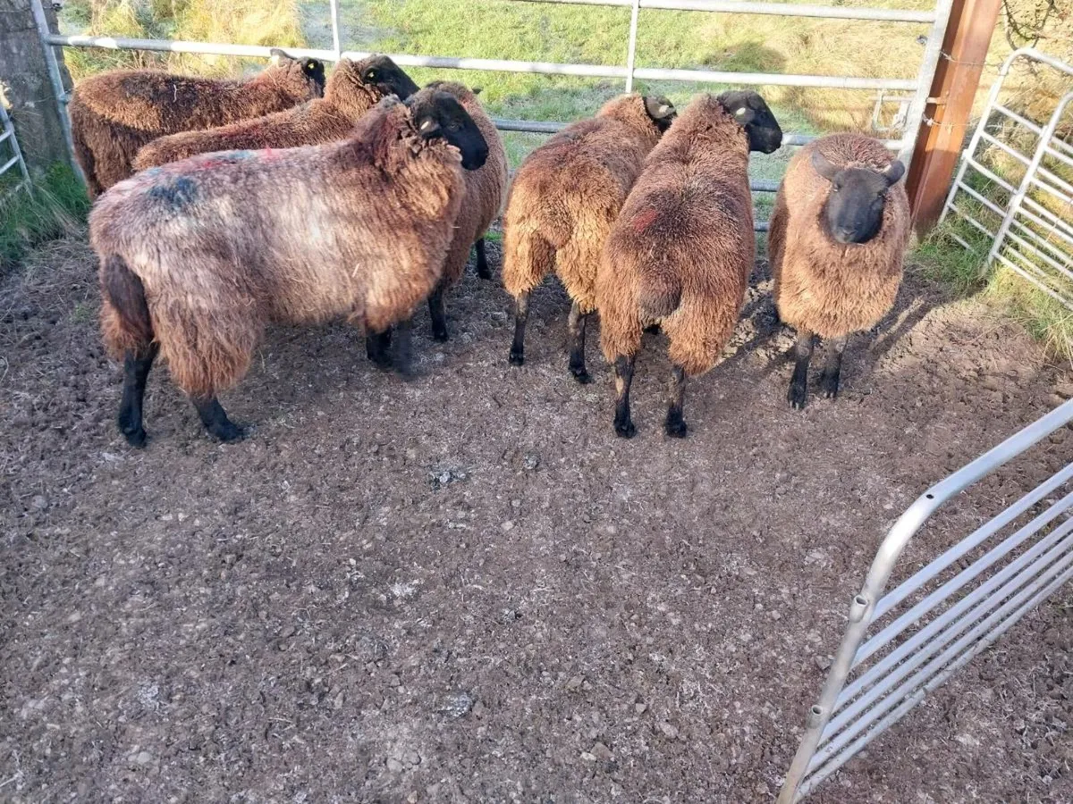 Zwartble cross ewe lambs - Image 3