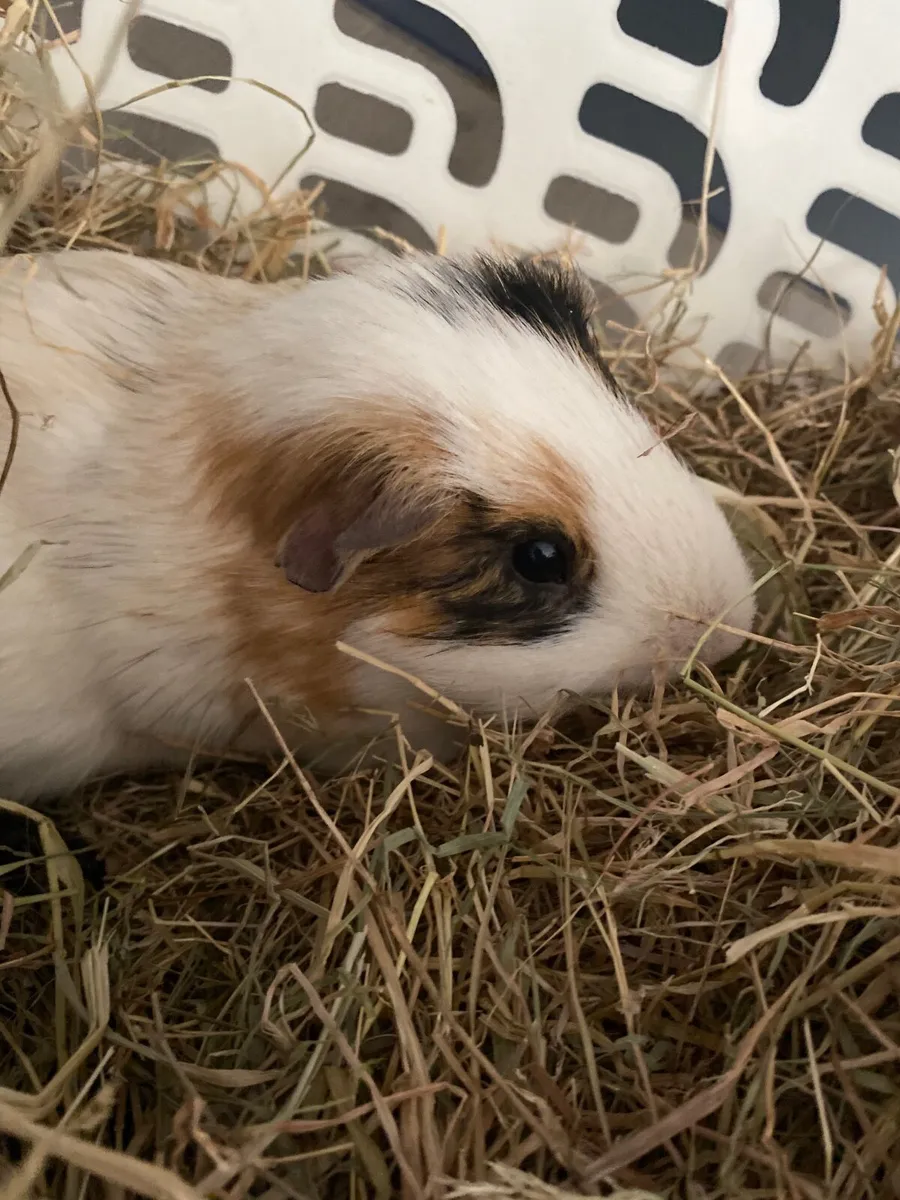 Guinea pigs - Image 1