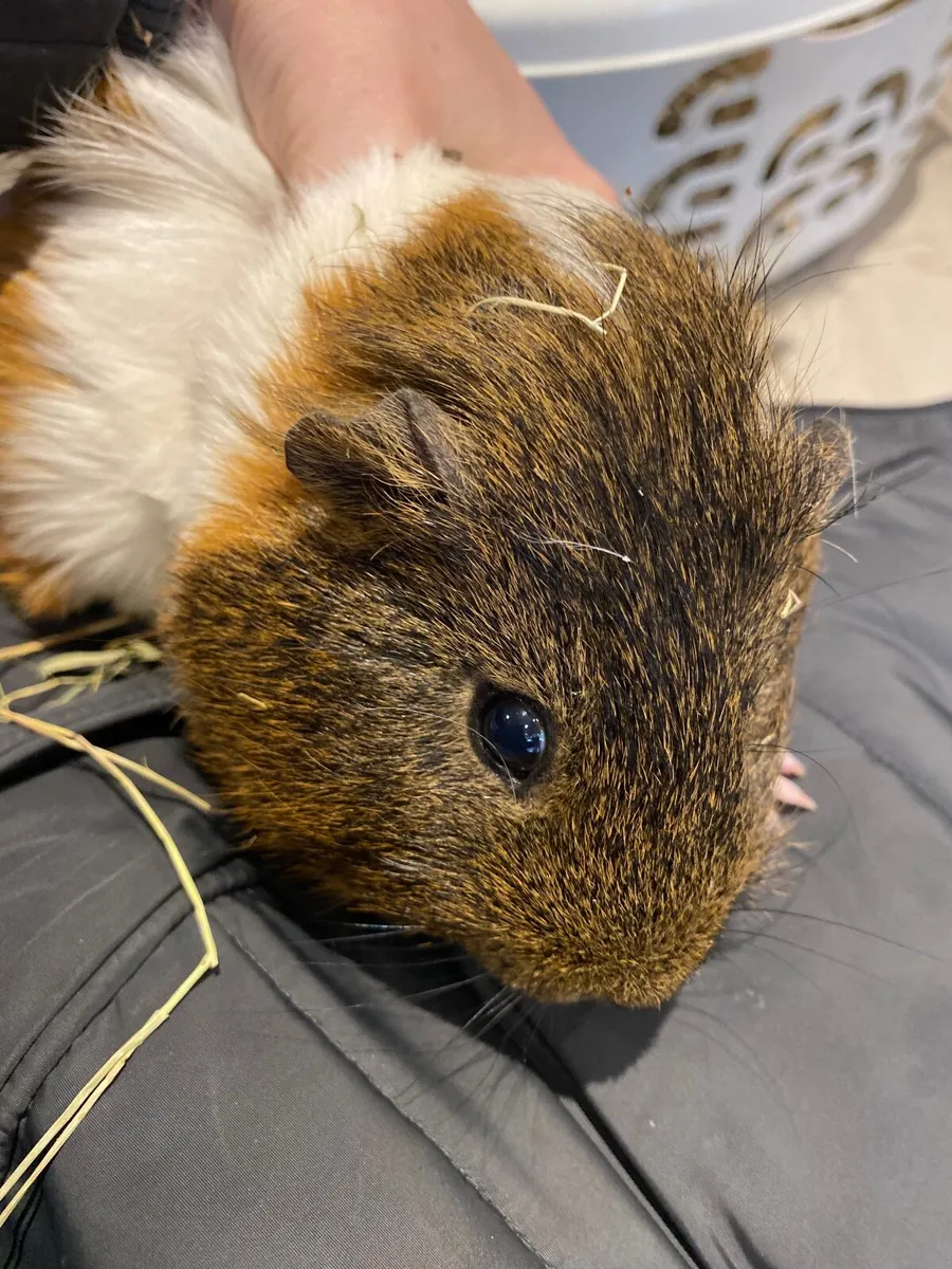 Guinea pigs - Image 2