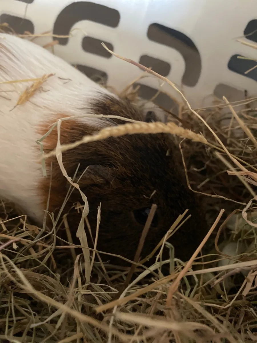 Guinea pigs - Image 3