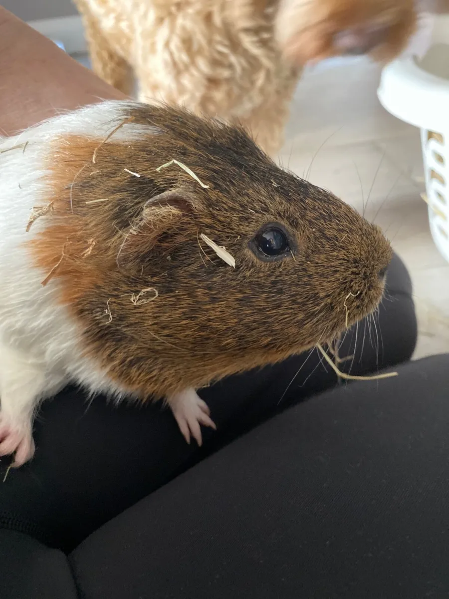 Guinea pigs - Image 4