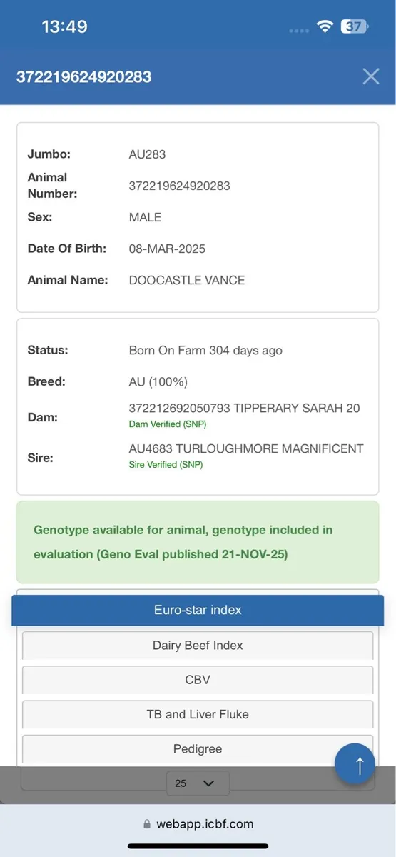 Pedigree Aubrac Bull - Image 3