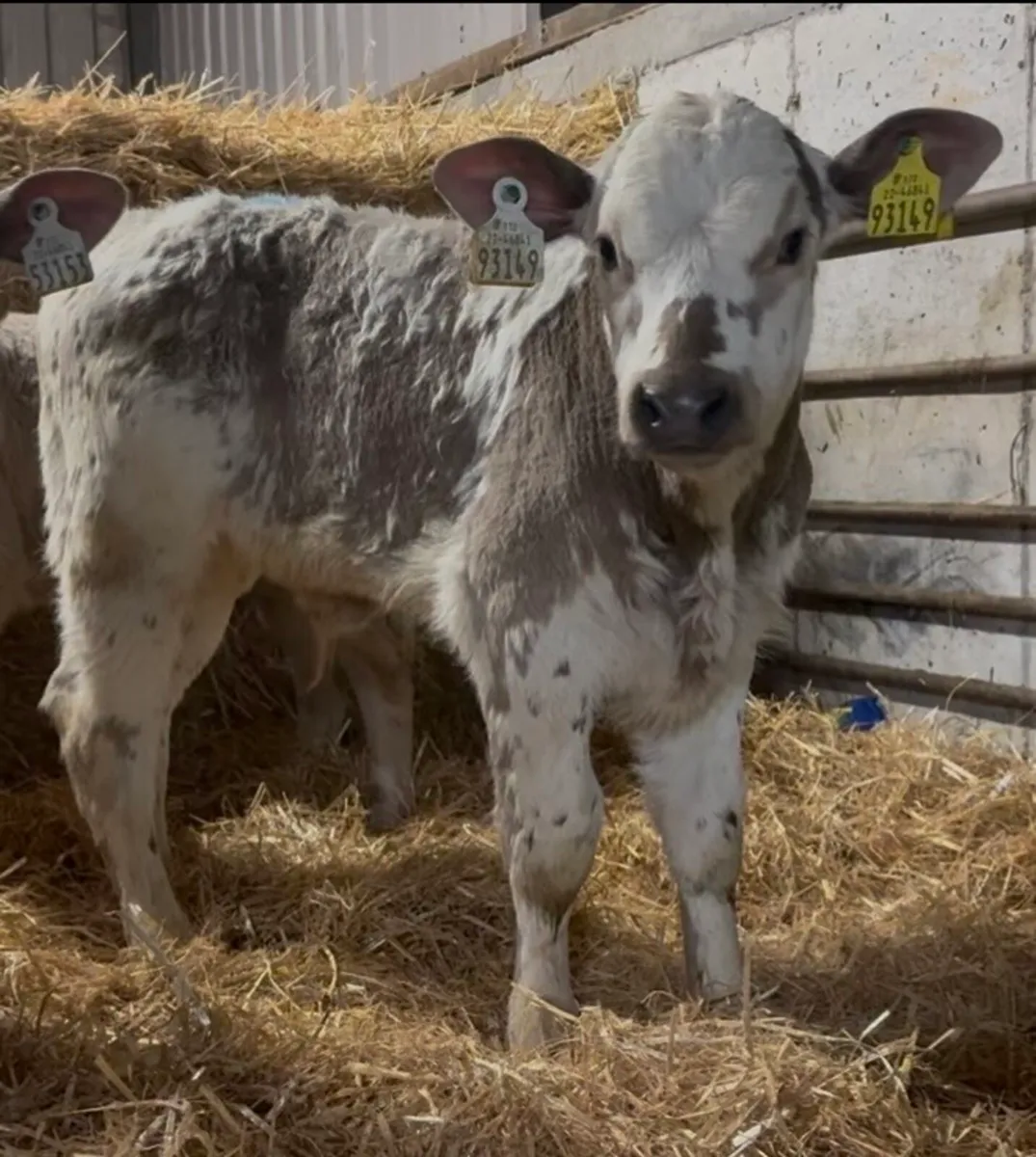 Super Selection of Autumn calves available - Image 2
