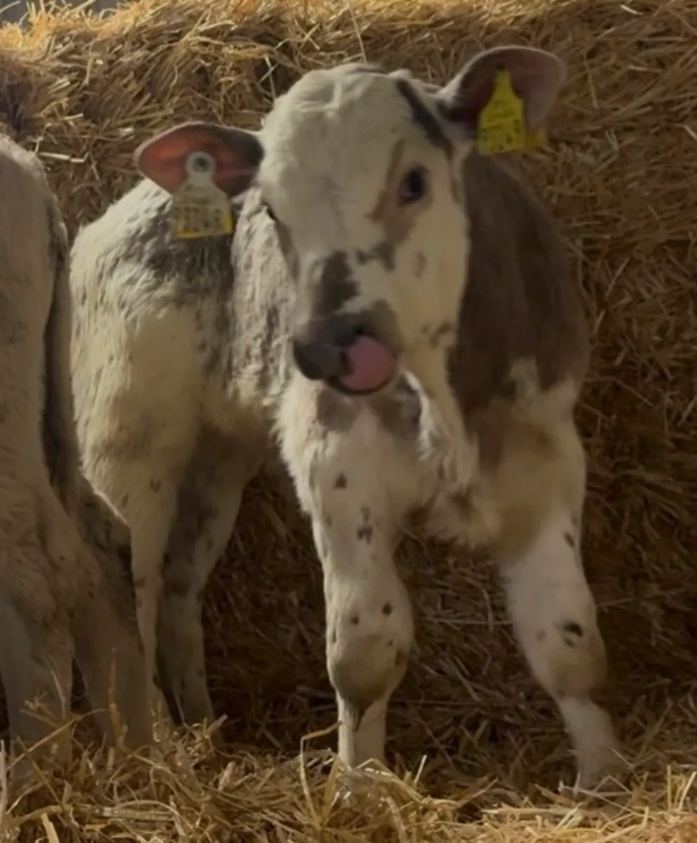 Super Selection of Autumn calves available - Image 3