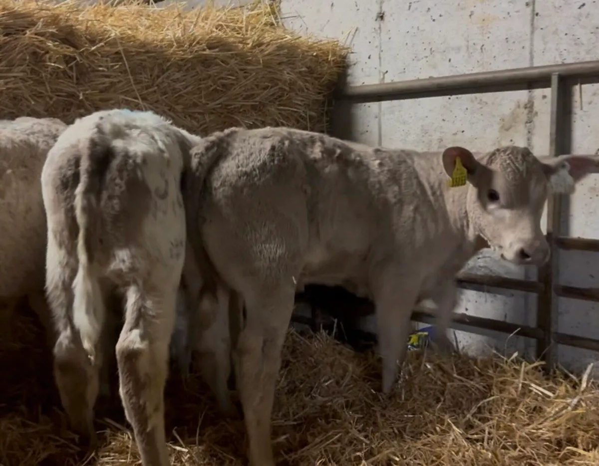 Super Selection of Autumn calves available - Image 4