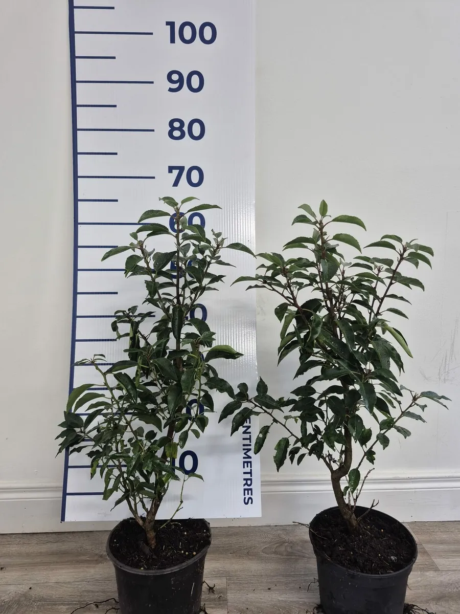 Portuguese Laurel Hedging 40-60cm 3ltr €4 - Image 2