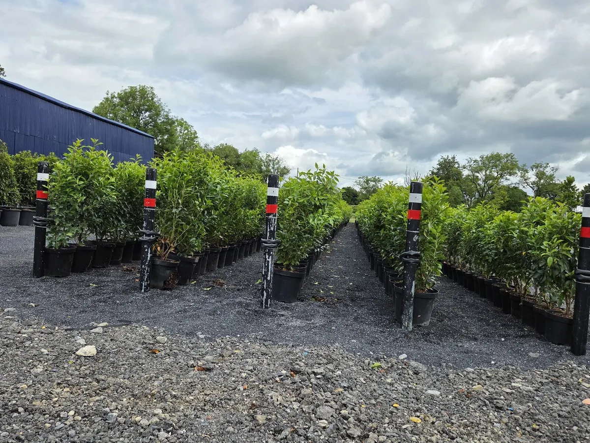 Portuguese Laurel Hedging 3ltr 40-60cm - Image 3