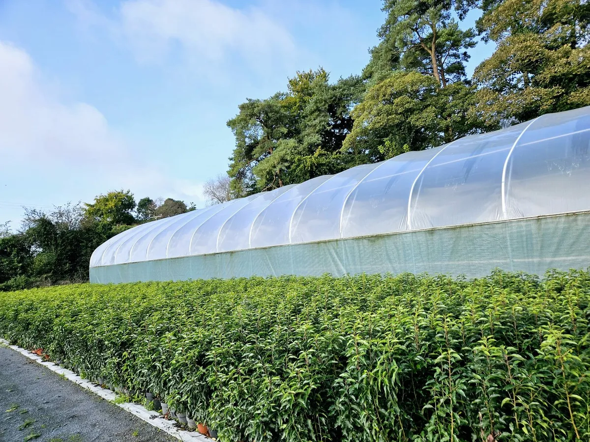 Portuguese Laurel Hedging 3ltr 40-60cm - Image 4