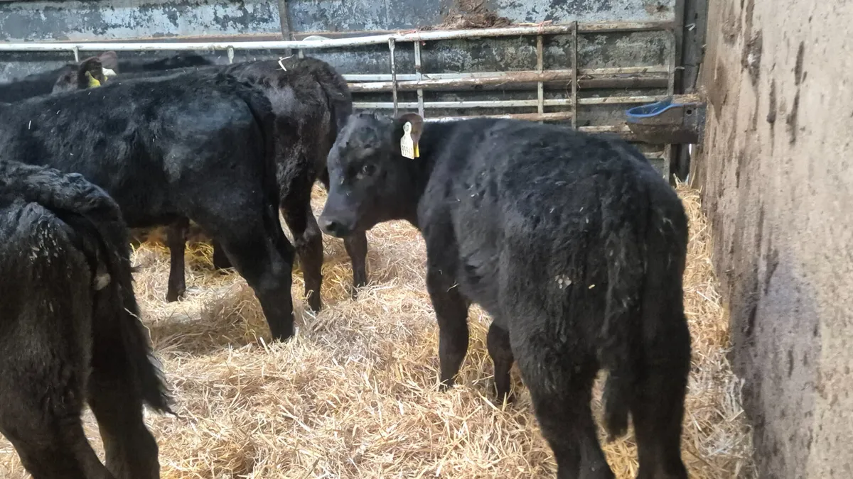 10 Proper Aberdeen Angus Heifers - Image 3