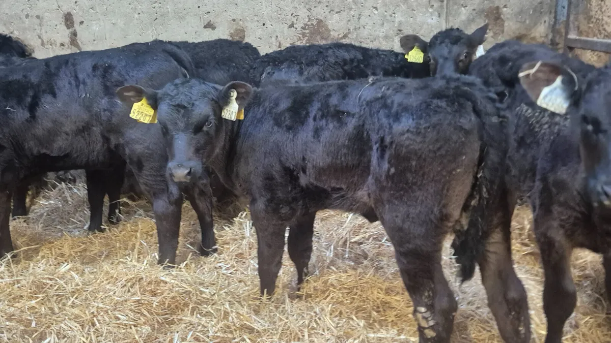 10 Proper Aberdeen Angus Heifers - Image 4