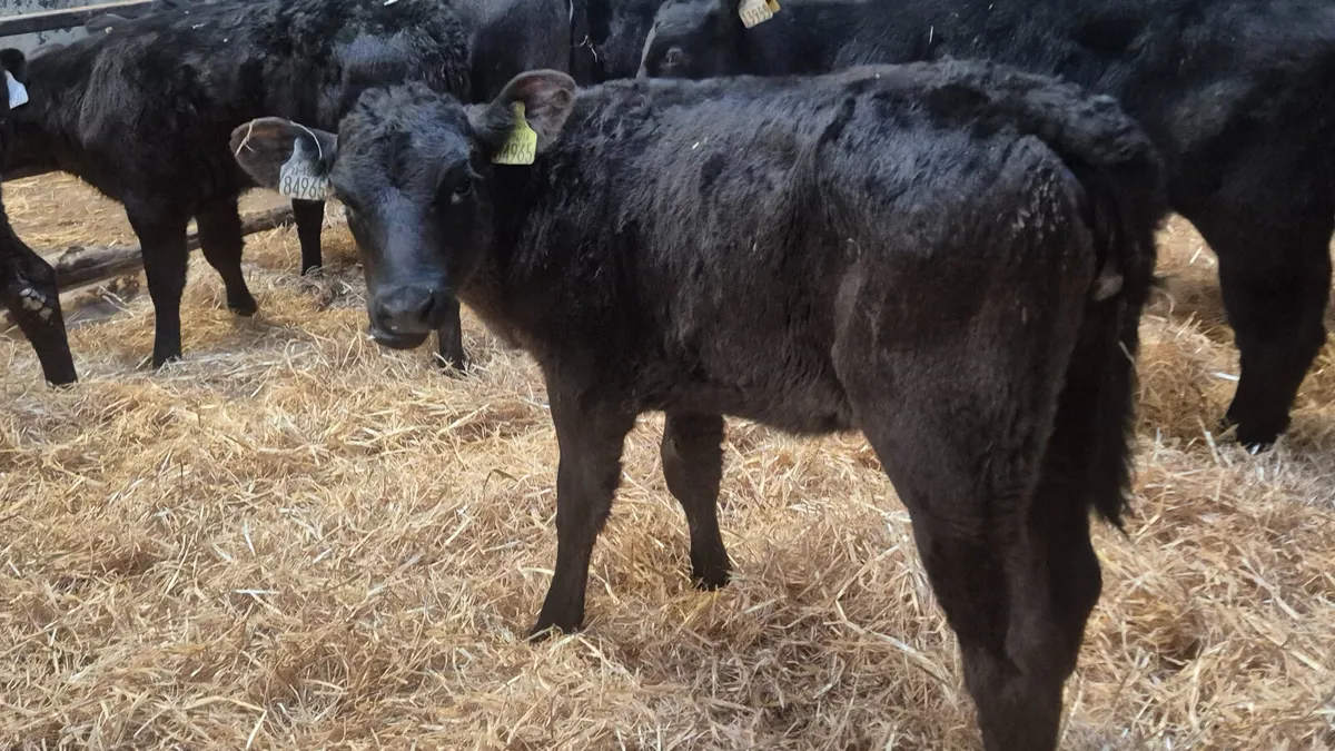 10 Proper Aberdeen Angus Heifers - Image 2