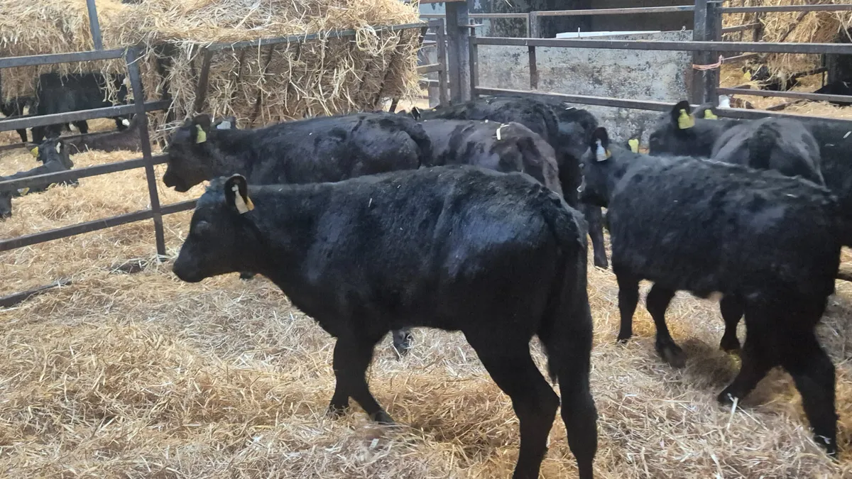 10 Proper Aberdeen Angus Heifers - Image 1