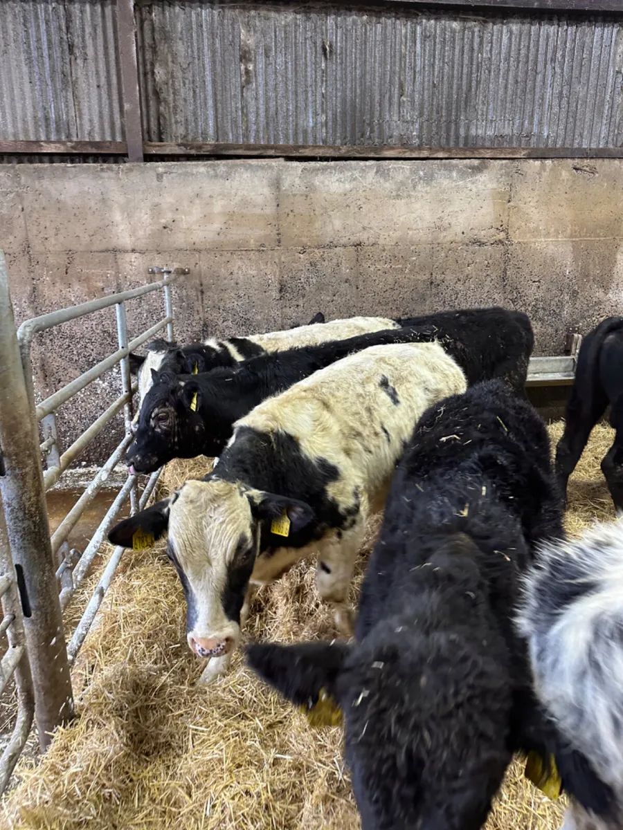 Angus and blue bulls - Image 2