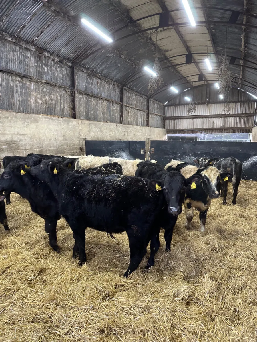 Angus and blue bulls - Image 1