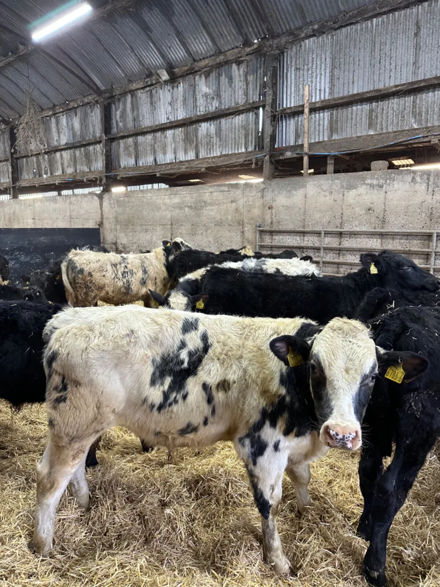 Angus and blue bulls - Image 3