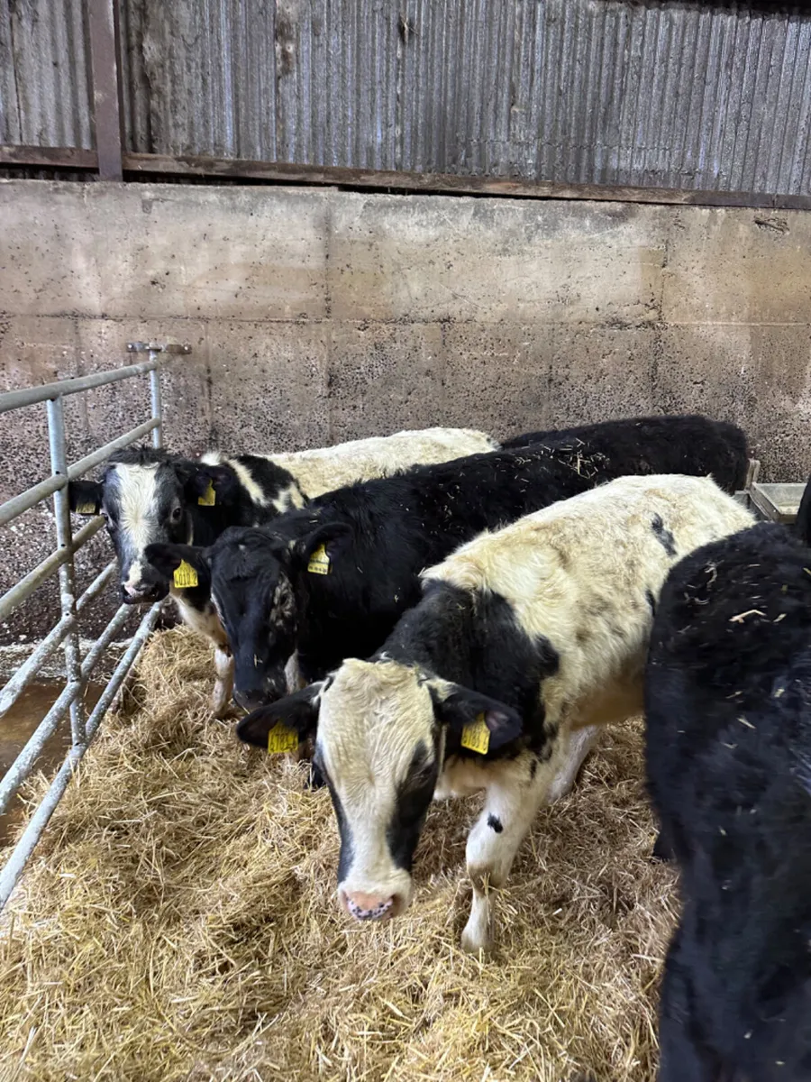 Angus and blue bulls - Image 4