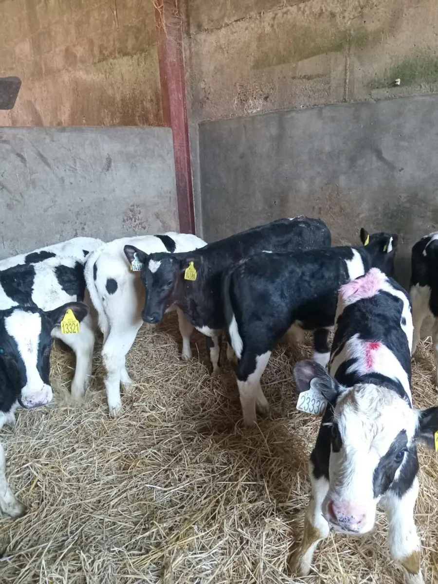 9 strong quality friesian bull calves - Image 2