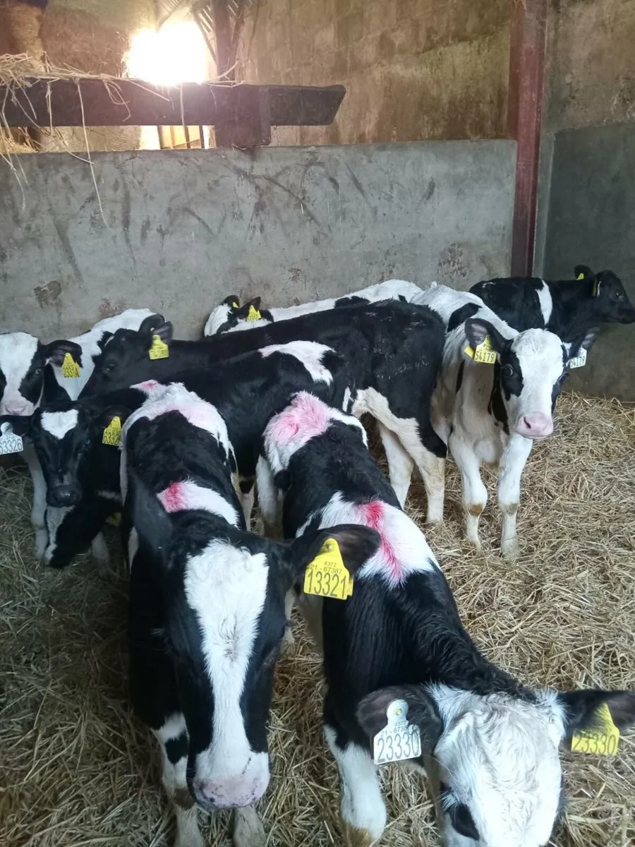 9 strong quality friesian bull calves - Image 3