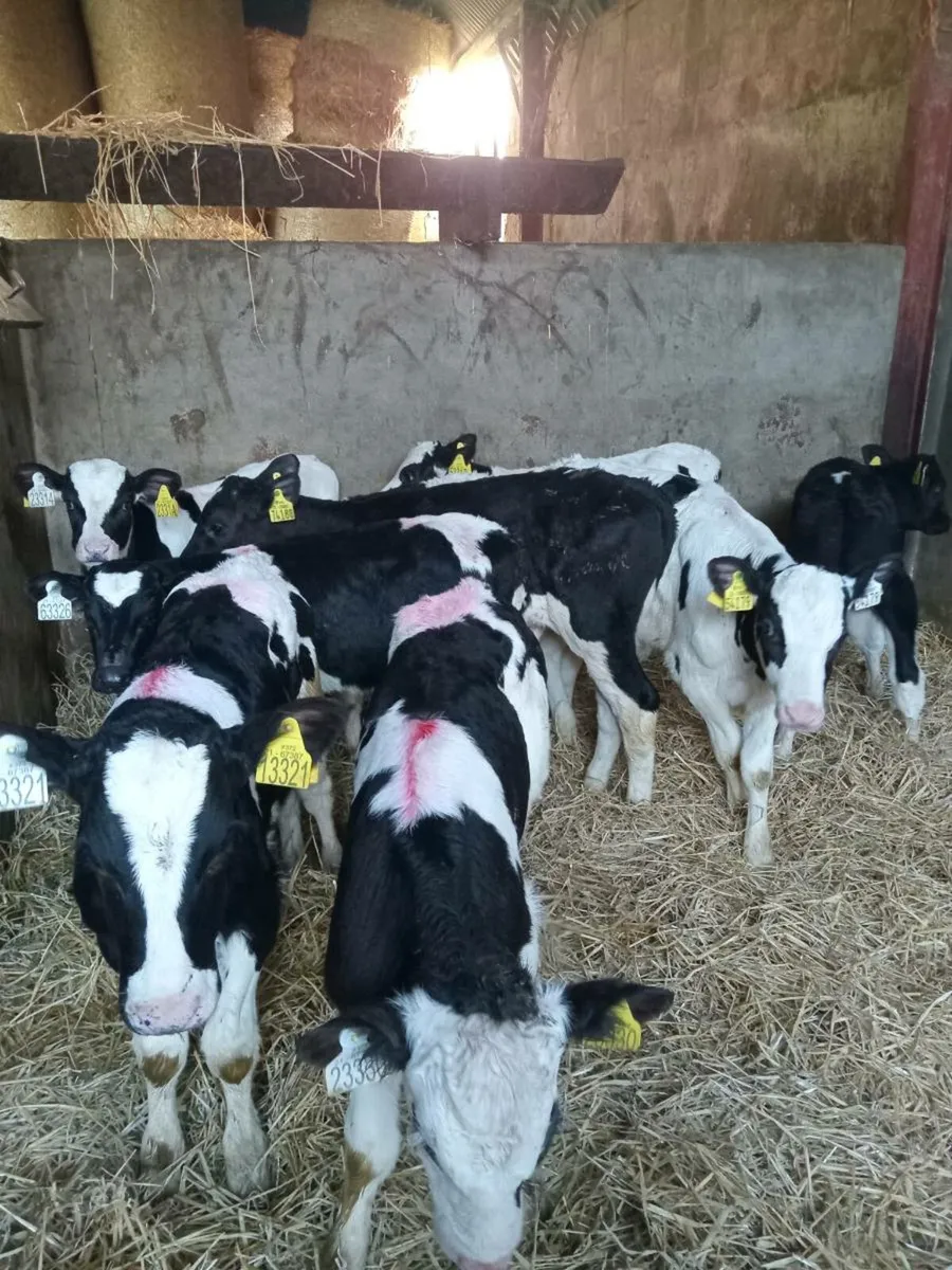 9 strong quality friesian bull calves - Image 4