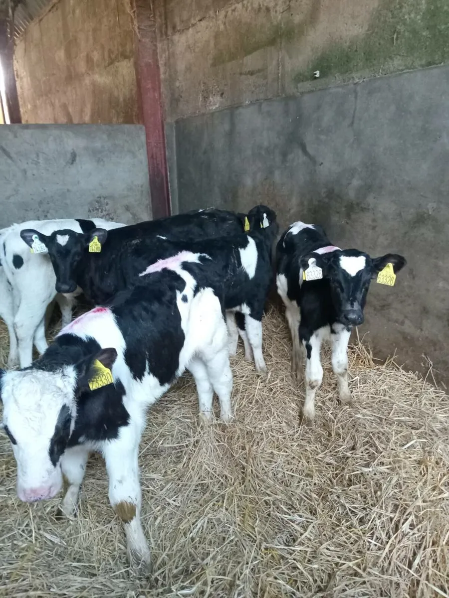 9 strong quality friesian bull calves - Image 1
