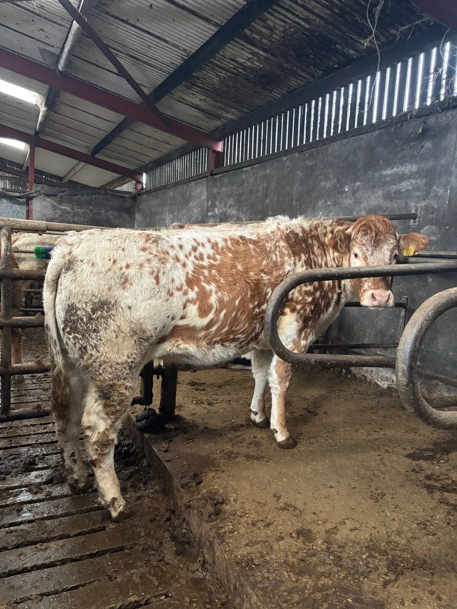 2 Super in calf heifers for Clones Mart Thurs 8th - Image 2