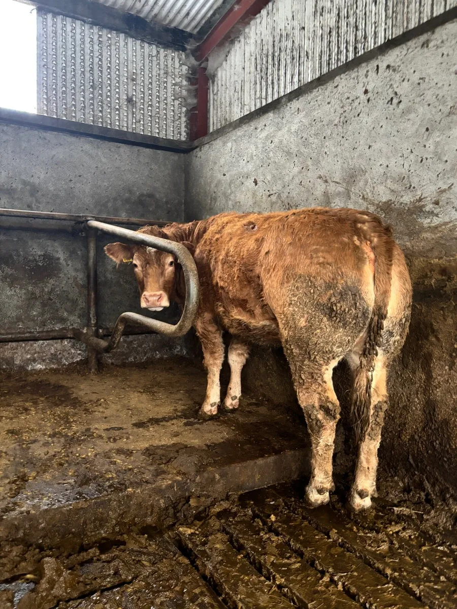 2 Super in calf heifers for Clones Mart Thurs 8th - Image 3