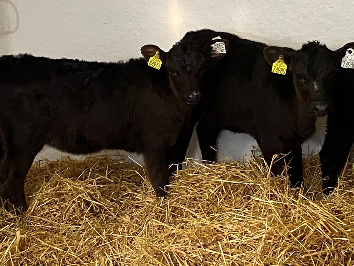 Smashing AA Heifer Calves - Image 1