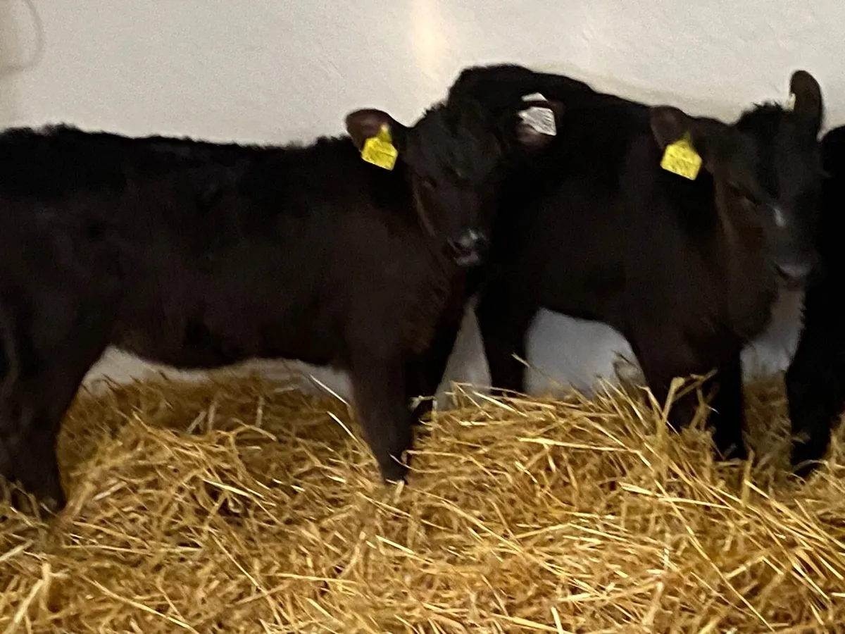 Smashing AA Heifer Calves - Image 2